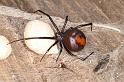 Latrodectus_hasselti_D3655_Z_88_Hamelin pool_Australie